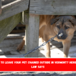 Is It Illegal to Leave Your Pet Chained Outside in Vermont Here's What the Law Says