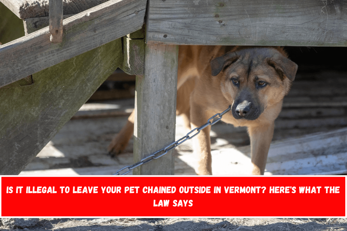 Is It Illegal to Leave Your Pet Chained Outside in Vermont Here's What the Law Says