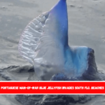 Portuguese Man-of-War Blue Jellyfish Invades South Flo. Beaches