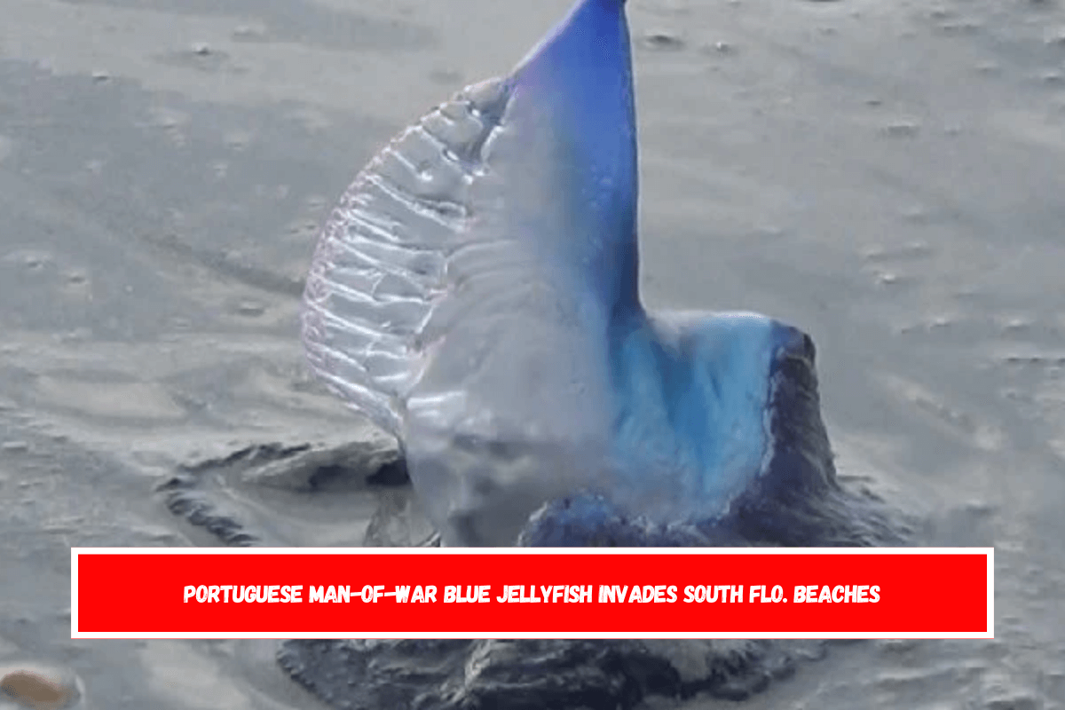 Portuguese Man-of-War Blue Jellyfish Invades South Flo. Beaches