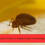 Insect Invasion 5 Cities in Alabama Fight the Bed Bug Epidemic