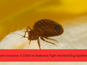 Insect Invasion 5 Cities in Alabama Fight the Bed Bug Epidemic