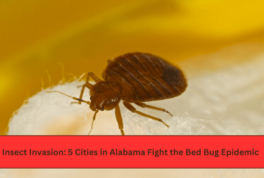 Insect Invasion 5 Cities in Alabama Fight the Bed Bug Epidemic