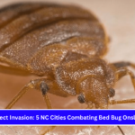 Insect Invasion 5 NC Cities Combating Bed Bug Onslaught