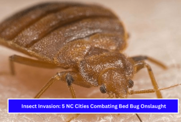 Insect Invasion 5 NC Cities Combating Bed Bug Onslaught