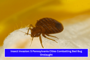 Insect Invasion 5 Pennsylvania Cities Combatting Bed Bug Onslaught