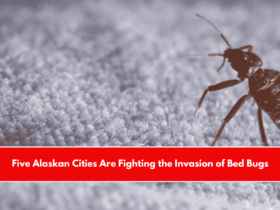 Five Alaskan Cities Are Fighting the Invasion of Bed Bugs