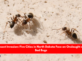 Insect Invasion Five Cities in North Dakota Face an Onslaught of Bed Bugs