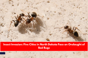 Insect Invasion Five Cities in North Dakota Face an Onslaught of Bed Bugs