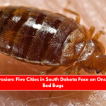 Insect Invasion Five Cities in South Dakota Face an Onslaught of Bed Bugs