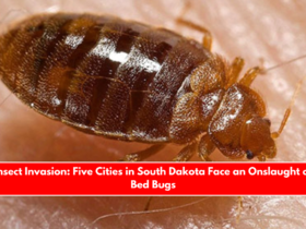 Insect Invasion Five Cities in South Dakota Face an Onslaught of Bed Bugs