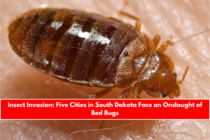 Insect Invasion Five Cities in South Dakota Face an Onslaught of Bed Bugs