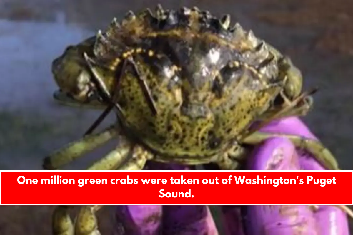 One million green crabs were taken out of Washington's Puget Sound.