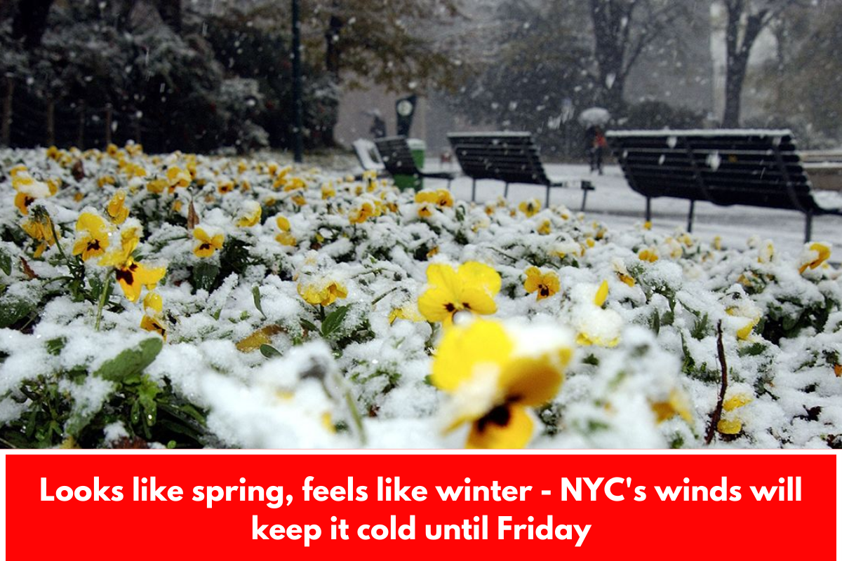 Looks like spring, feels like winter - NYC's winds will keep it cold until Friday