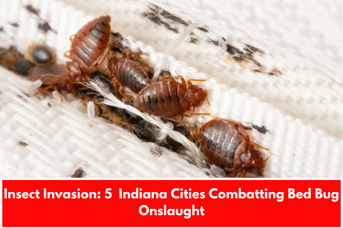 Insect Invasion: 5 Indiana Cities Combatting Bed Bug Onslaught