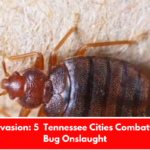 Insect Invasion: 5 Tennessee Cities Combatting Bed Bug Onslaught