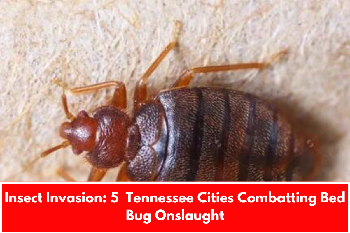 Insect Invasion: 5 Tennessee Cities Combatting Bed Bug Onslaught