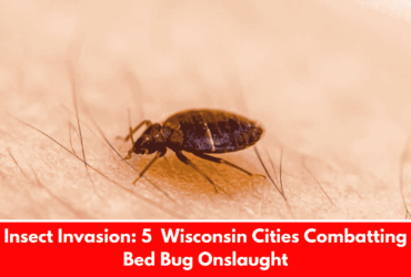 Insect Invasion: 5 Wisconsin Cities Combatting Bed Bug Onslaught