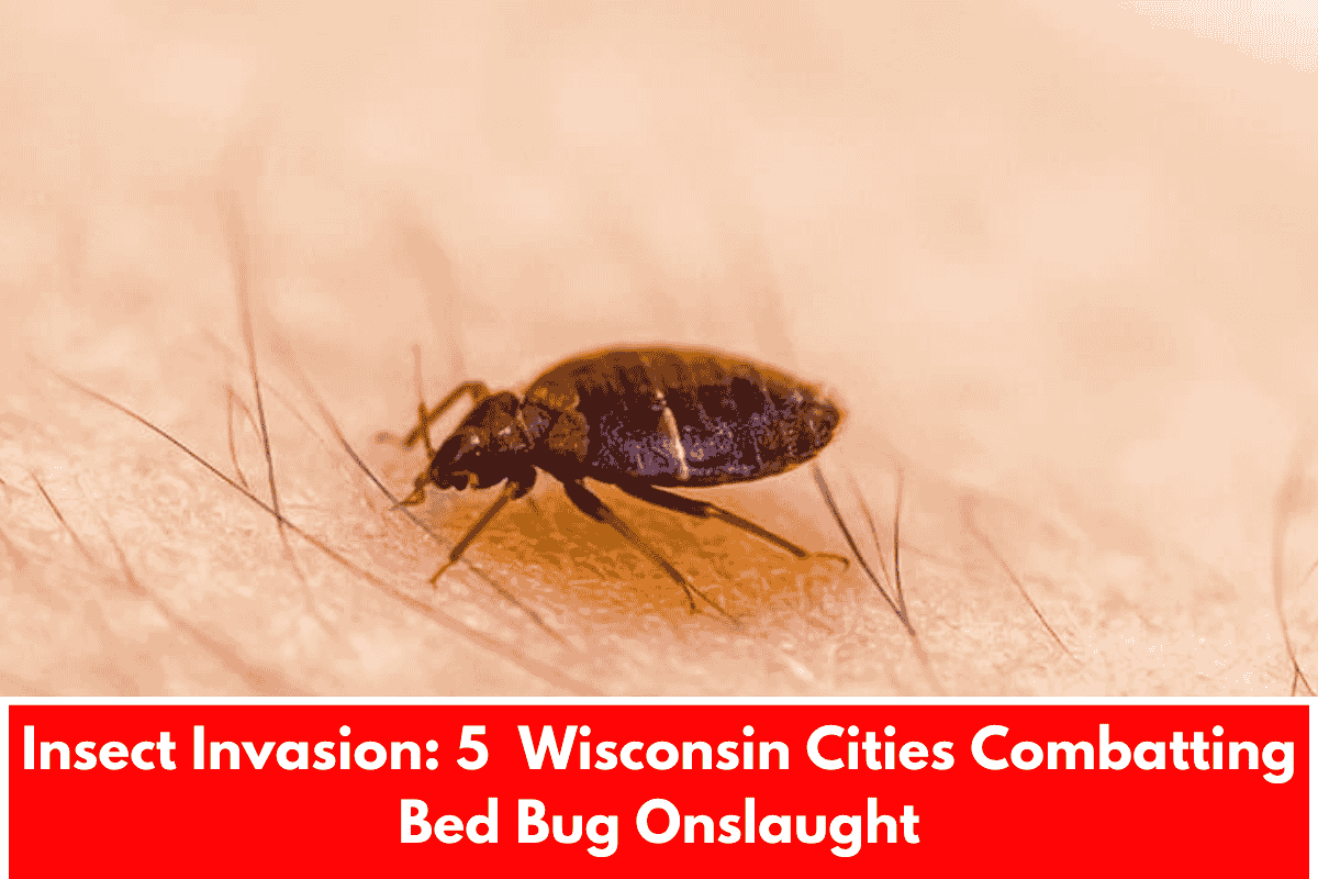 Insect Invasion: 5 Wisconsin Cities Combatting Bed Bug Onslaught