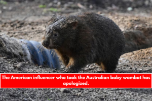 The American influencer who took the Australian baby wombat has apologized.