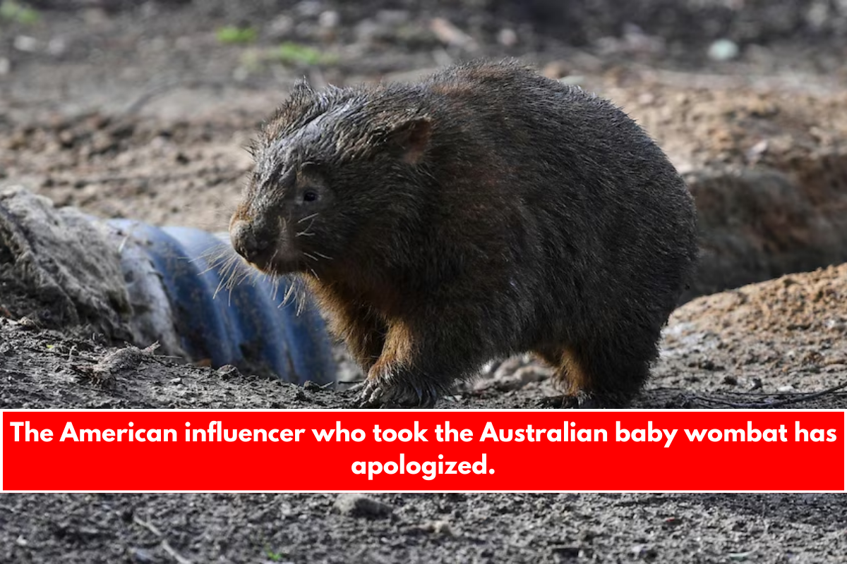 The American influencer who took the Australian baby wombat has apologized.