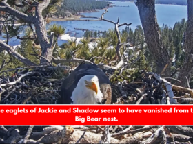 The eaglets of Jackie and Shadow seem to have vanished from the Big Bear nest.